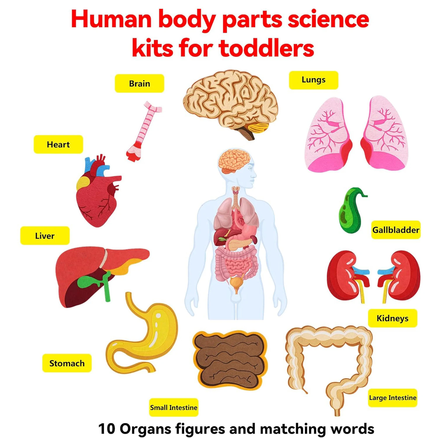 Human Body Parts Felt Board St - Kids Education Story recensione e prezzo